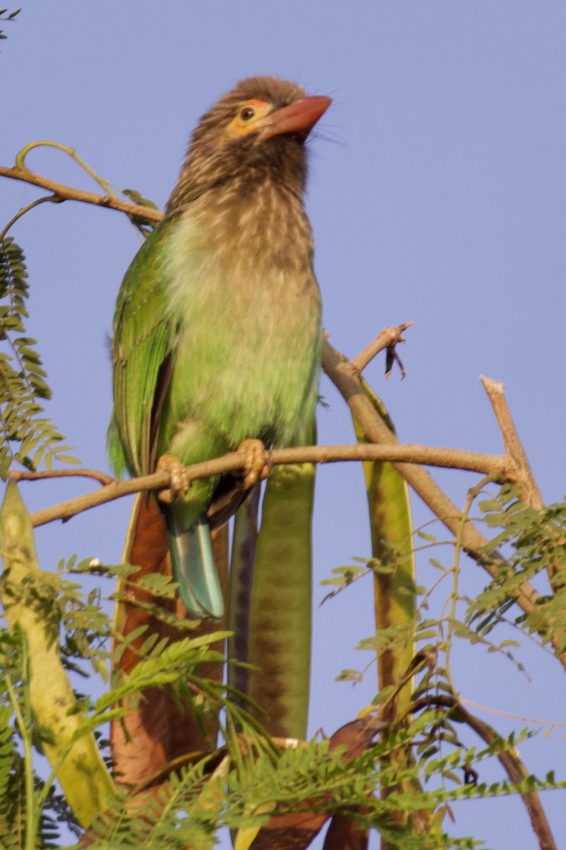 Brown-headed Barbet - ML627128727