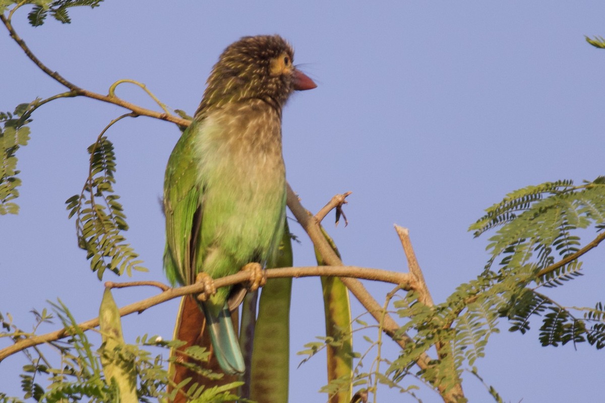 Brown-headed Barbet - ML627128729