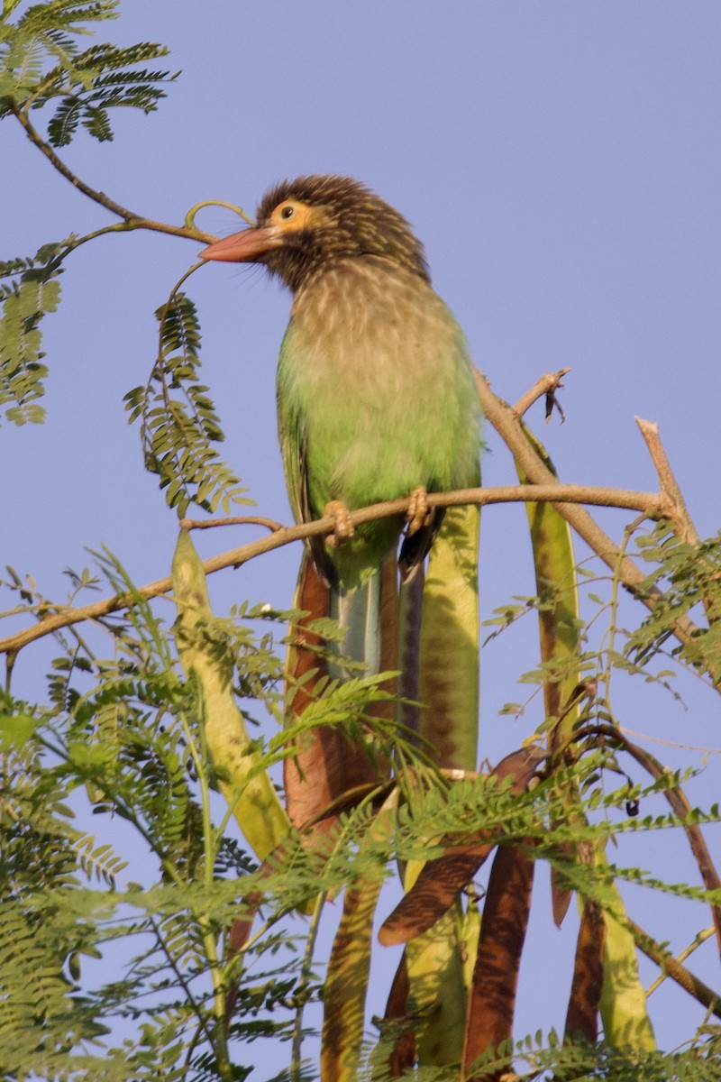Brown-headed Barbet - ML627128732