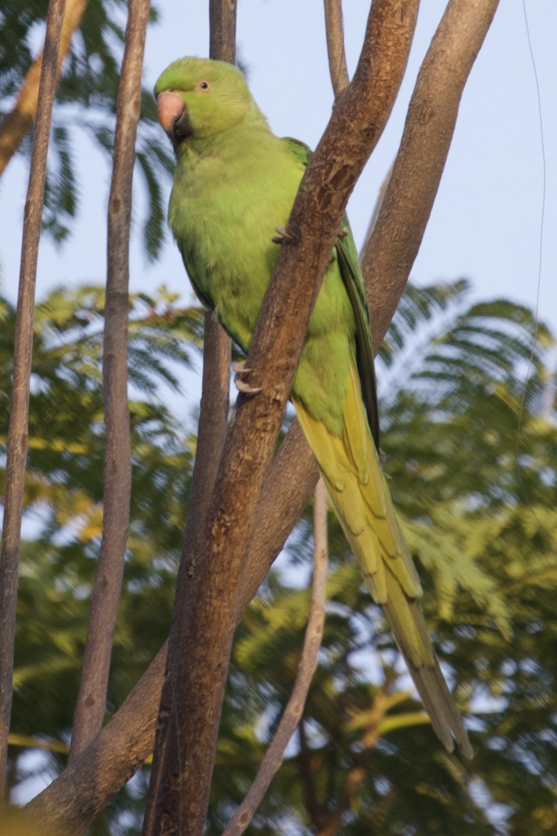 Rose-ringed Parakeet - ML627128733