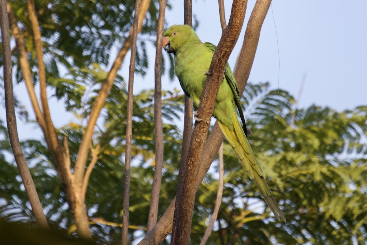 Rose-ringed Parakeet - ML627128735