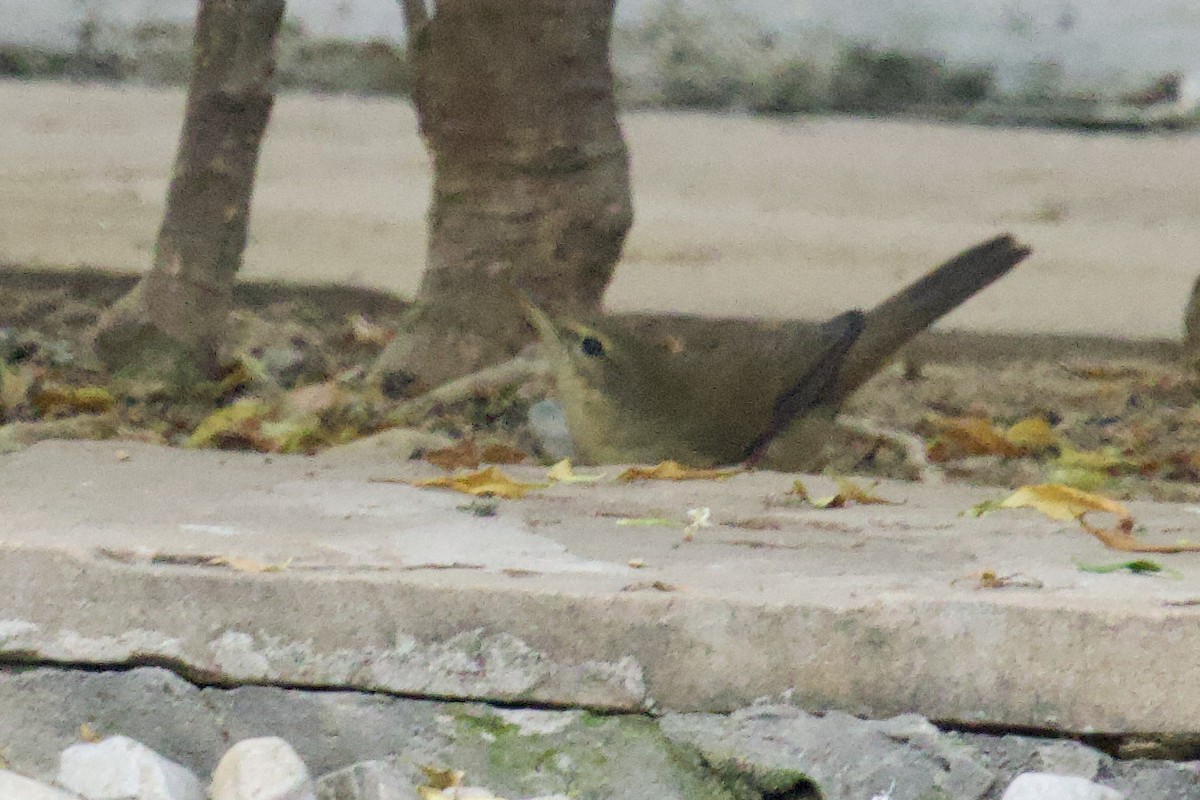 Өмнөдийн охил бялзуухай - ML627128744