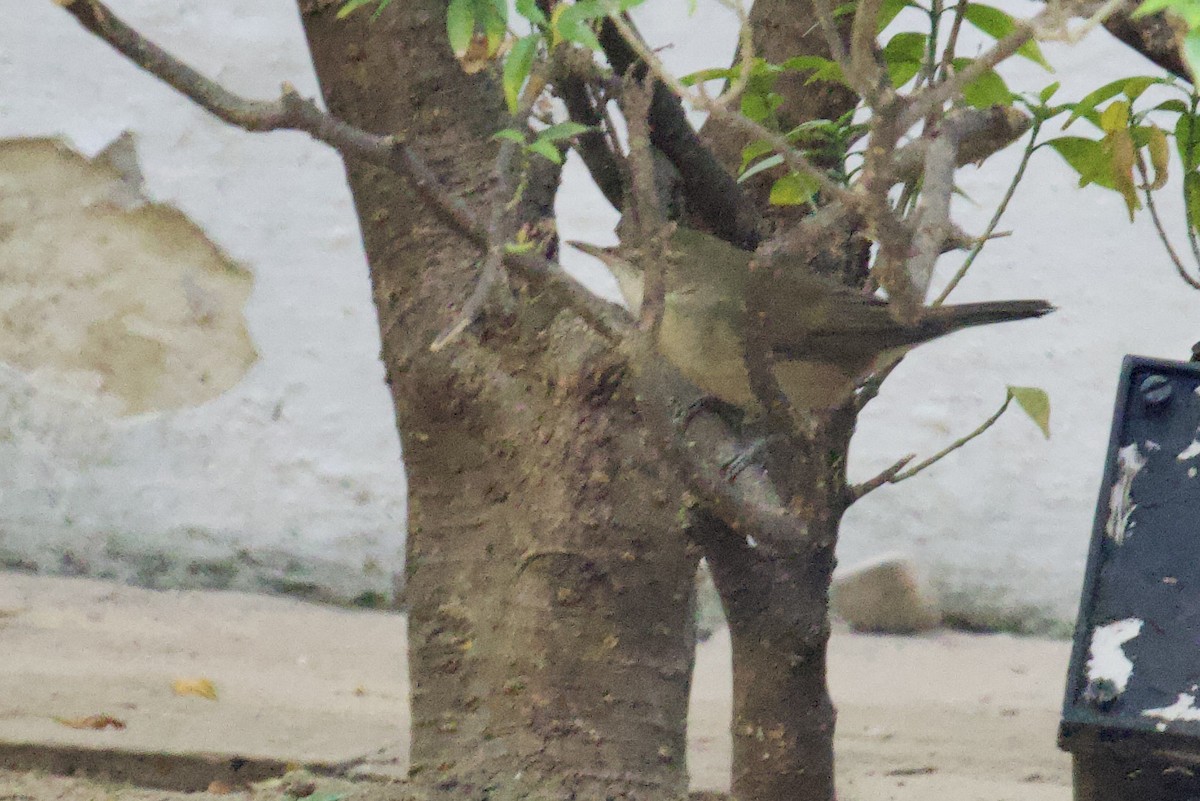 Өмнөдийн охил бялзуухай - ML627128745