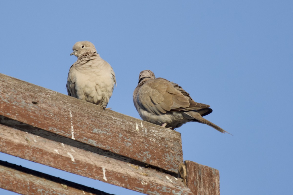 Буулгат хүүрзгэнэ - ML627128749