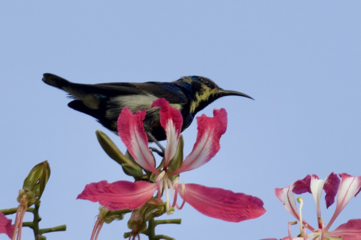 Purple Sunbird - ML627128752