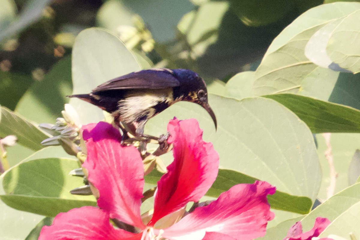 Purple Sunbird - ML627128755