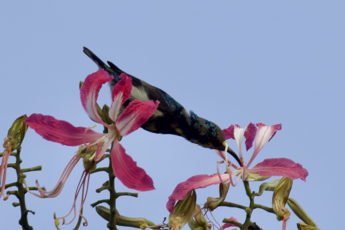 Purple Sunbird - ML627128756