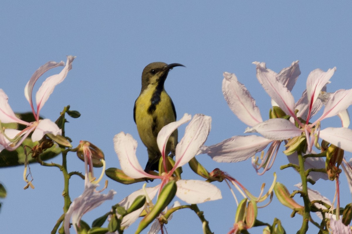 Purple Sunbird - ML627128757