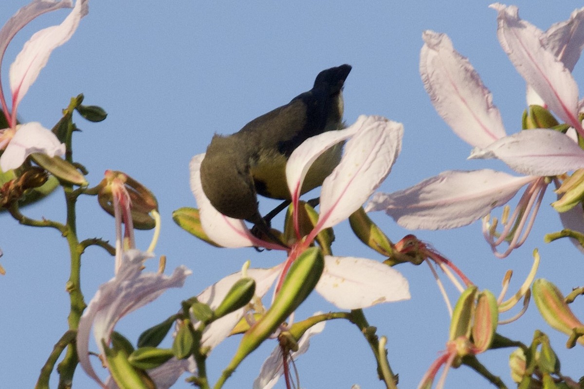 Purple Sunbird - ML627128758