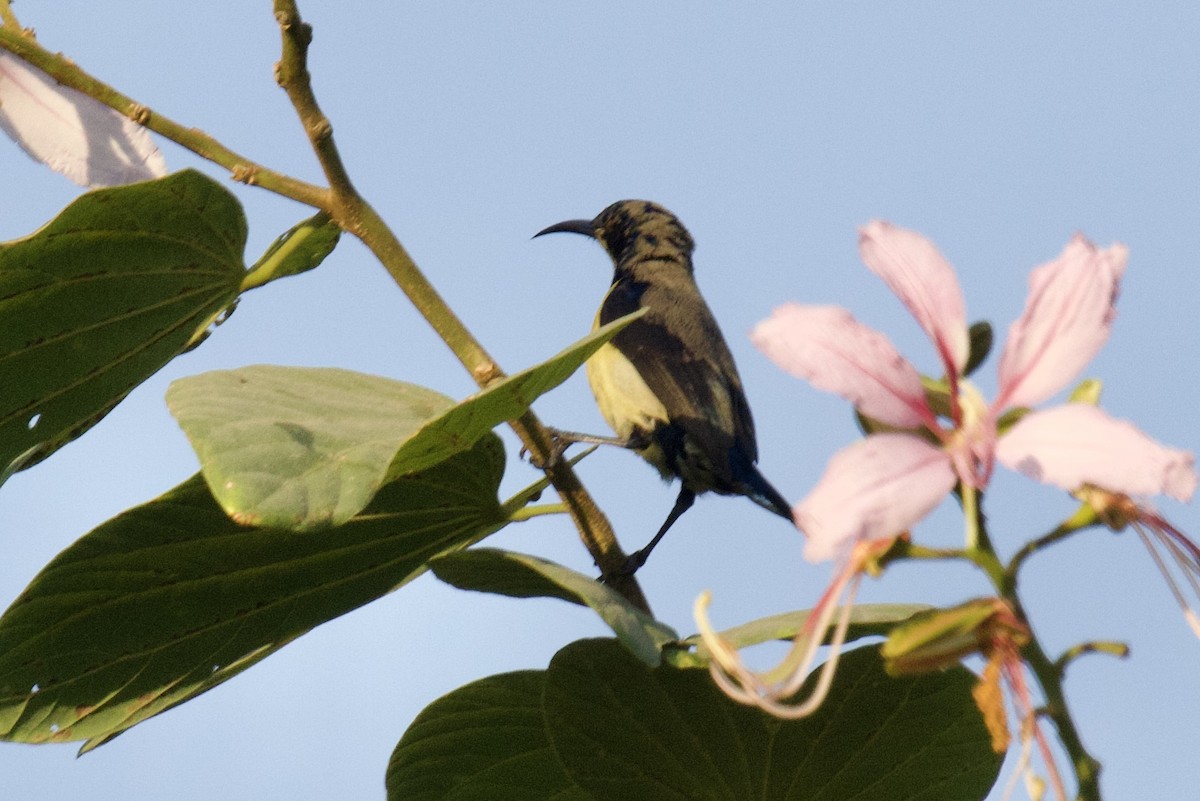 Purple Sunbird - ML627128760
