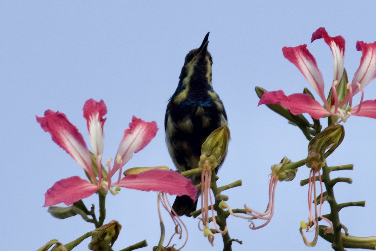 Purple Sunbird - ML627128776