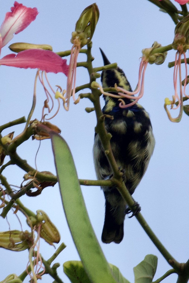 Purple Sunbird - ML627128777