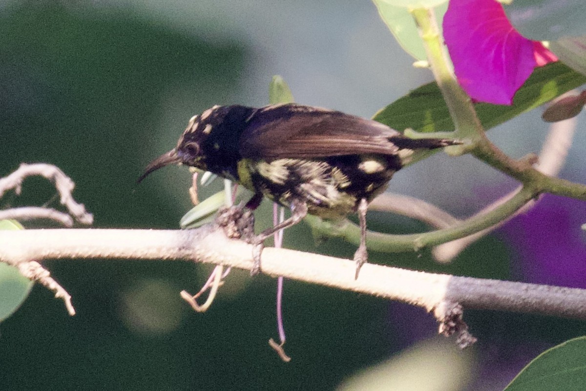 Purple Sunbird - ML627128778