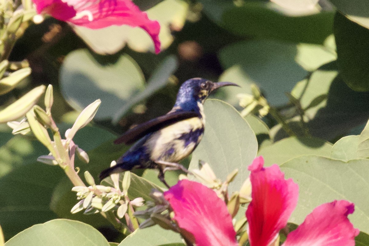 Purple Sunbird - ML627128786