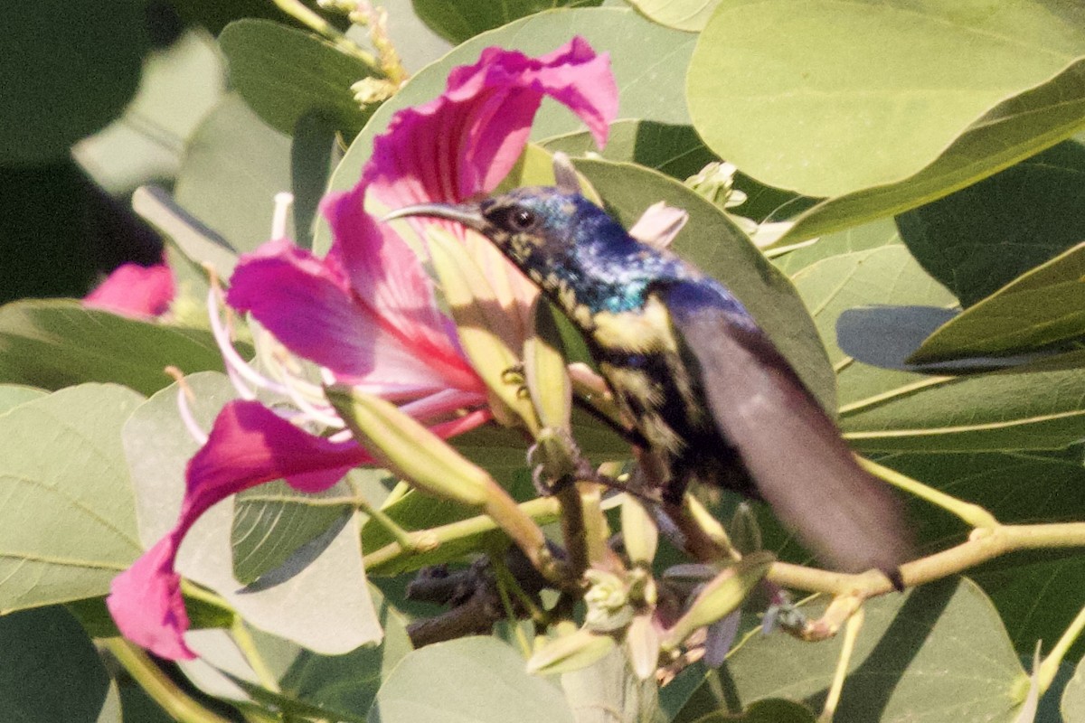 Purple Sunbird - ML627128788