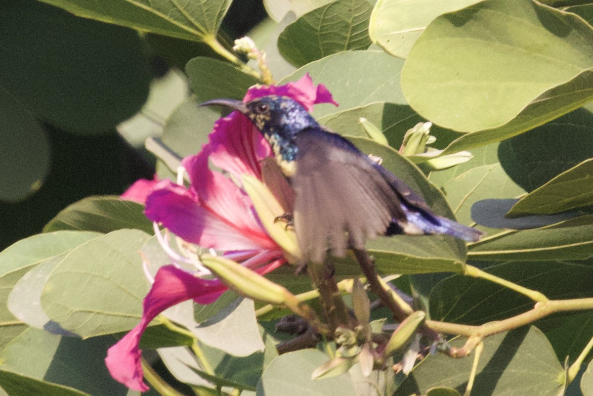 Purple Sunbird - ML627128794