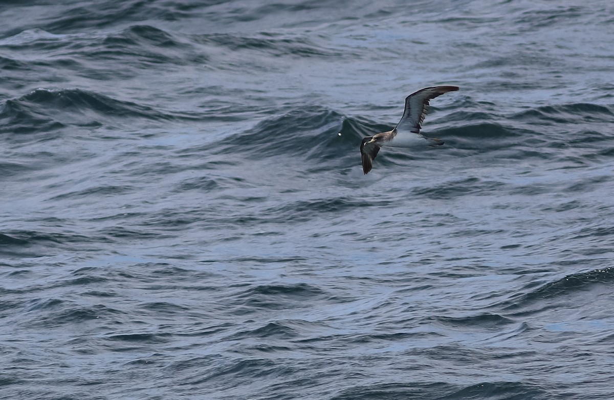 Cory's/Scopoli's Shearwater - ML627128996