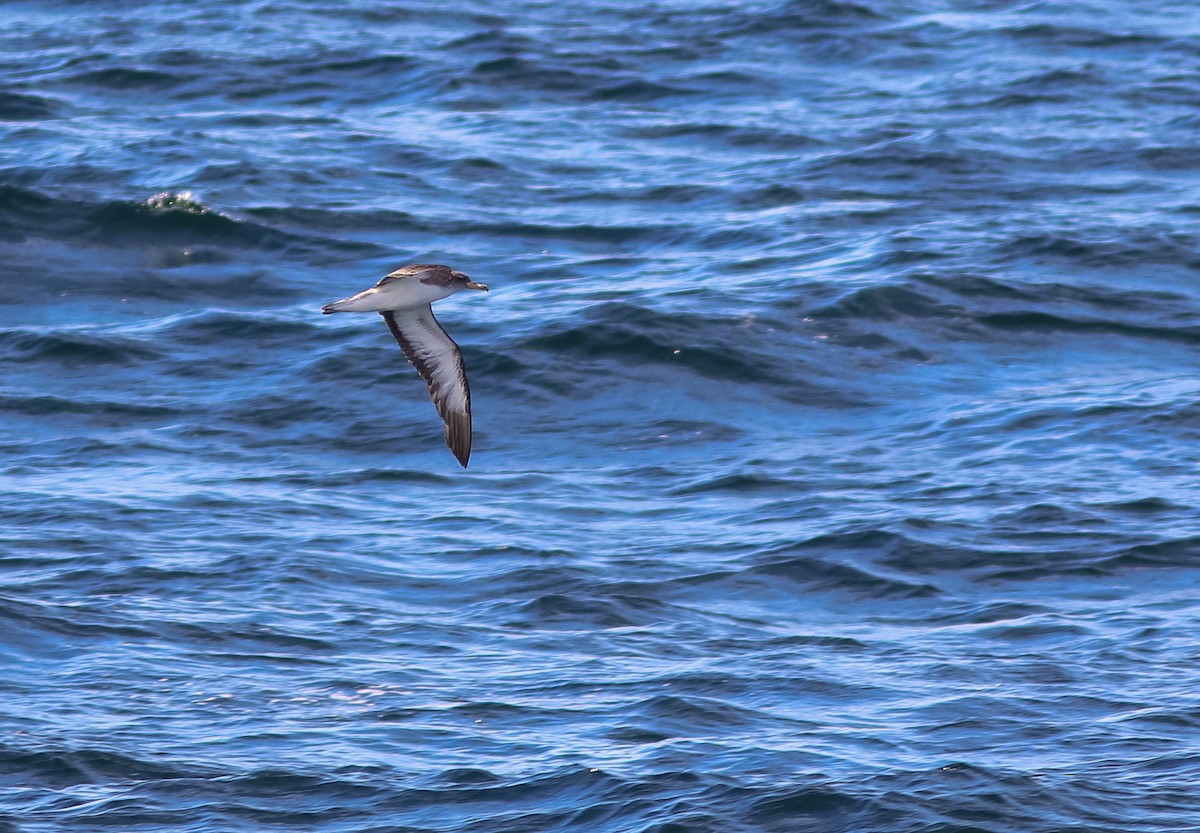 Cory's/Scopoli's Shearwater - ML627128997