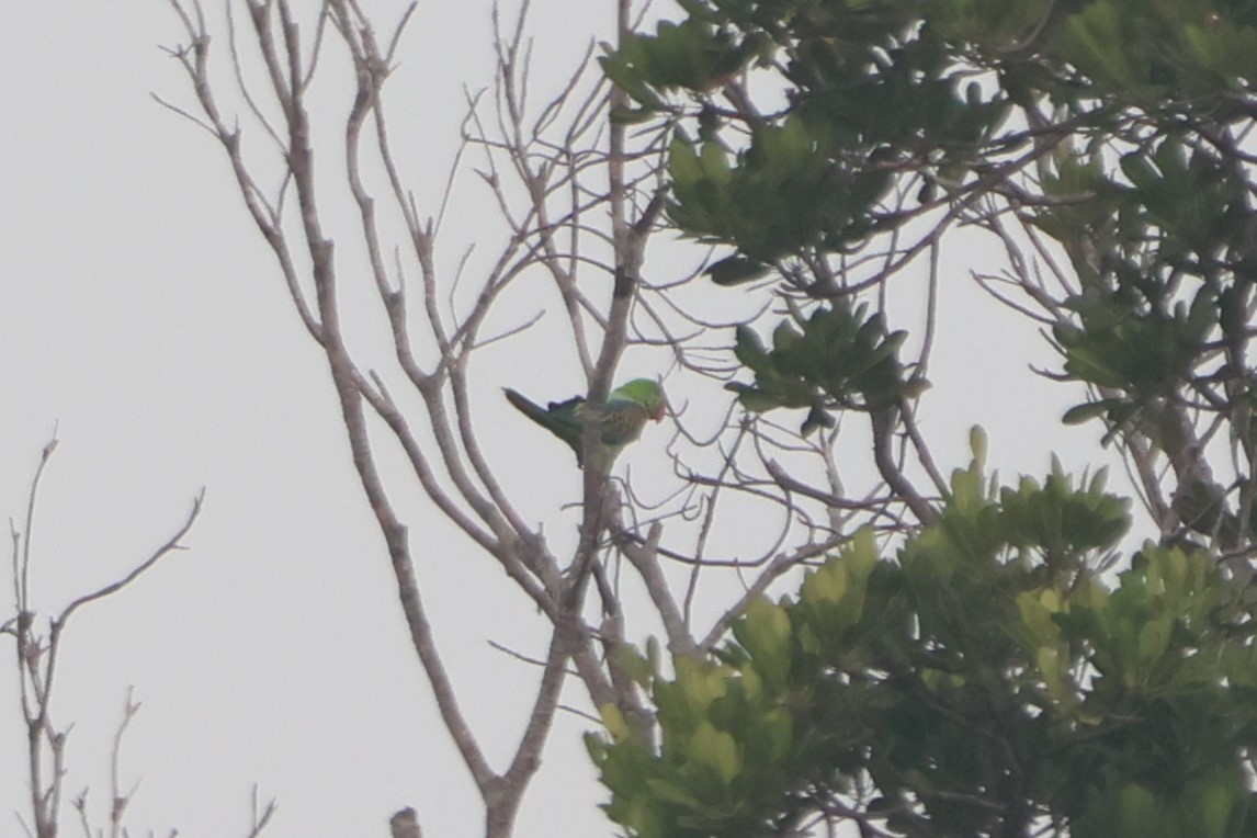 Great-billed Parrot - ML627129077