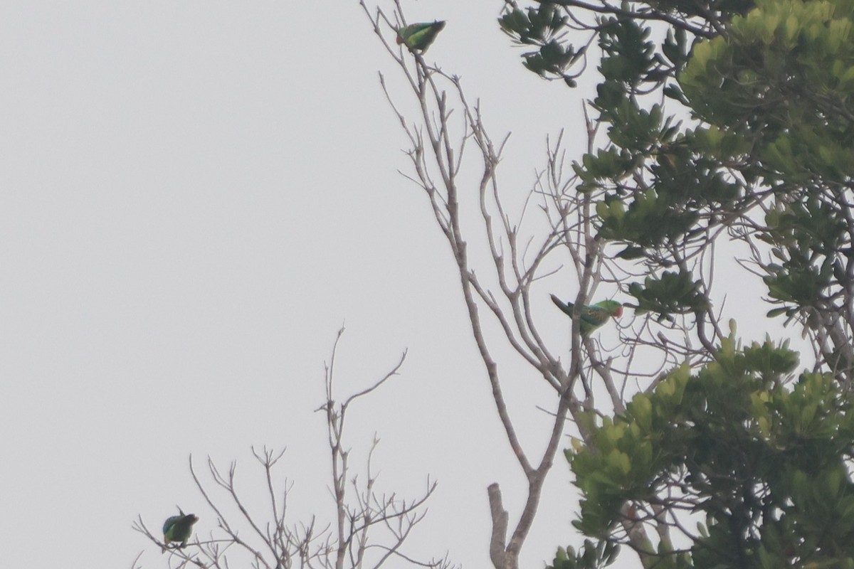 Great-billed Parrot - ML627129078
