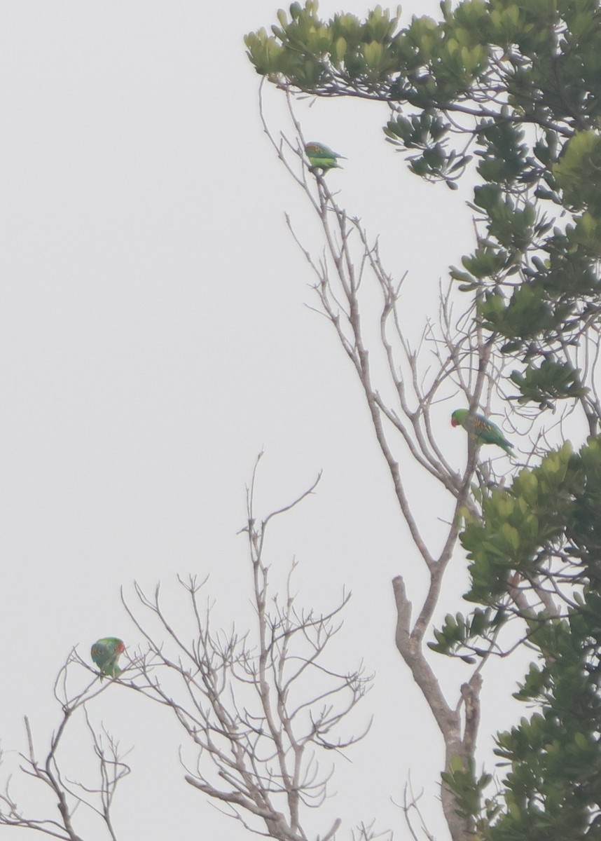 Great-billed Parrot - ML627129079