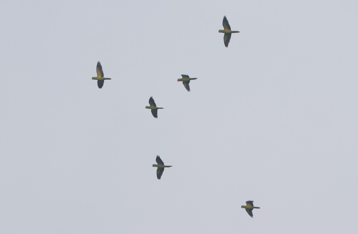 Great-billed Parrot - ML627129080