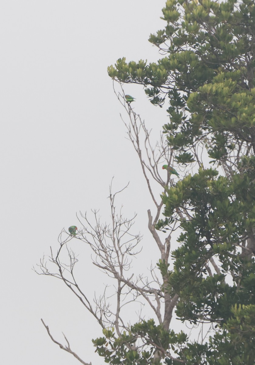 Great-billed Parrot - ML627129081