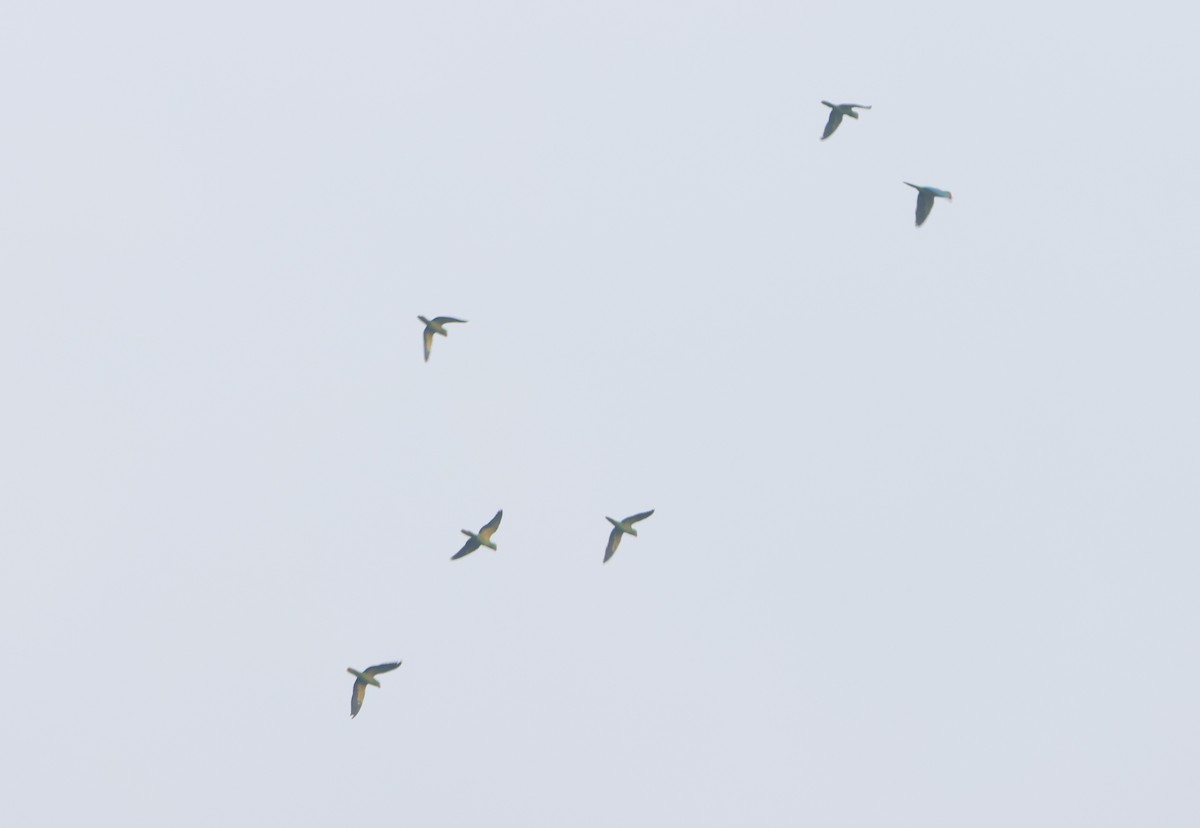Great-billed Parrot - ML627129082