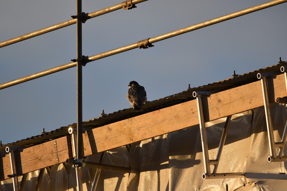 Peregrine Falcon (Eurasian) - ML627129289