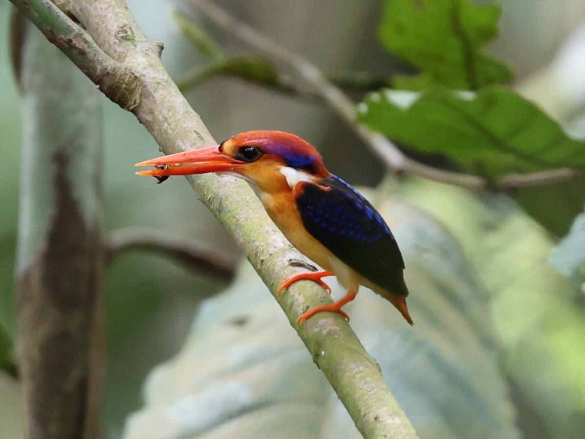 Black-backed Dwarf-Kingfisher - ML627129471