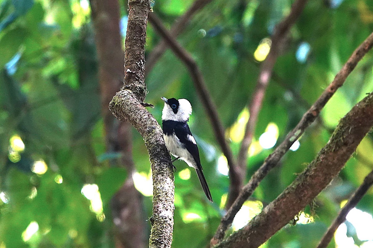 Pied Monarch - ML627129485