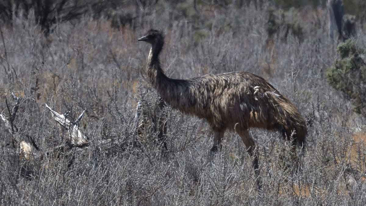 Emu - ML627129506