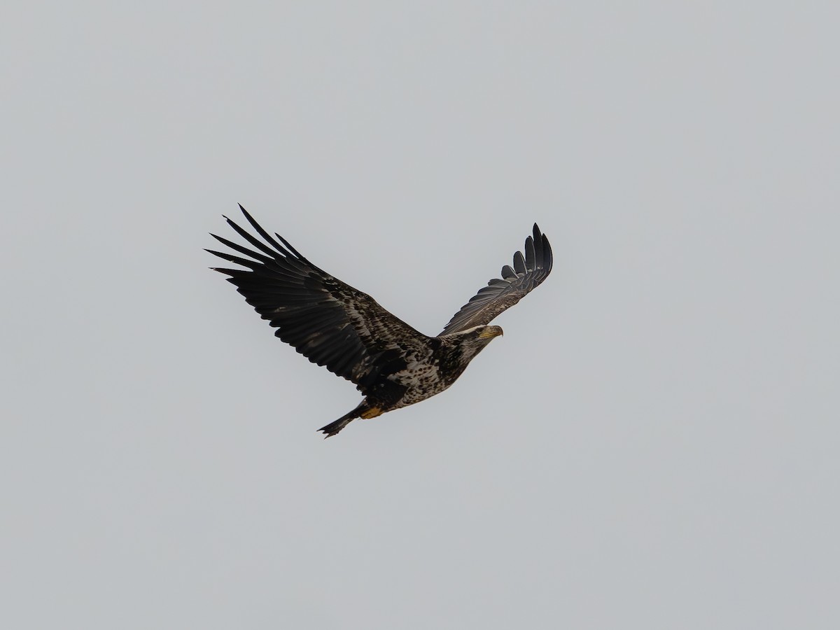 Bald Eagle - ML627129576