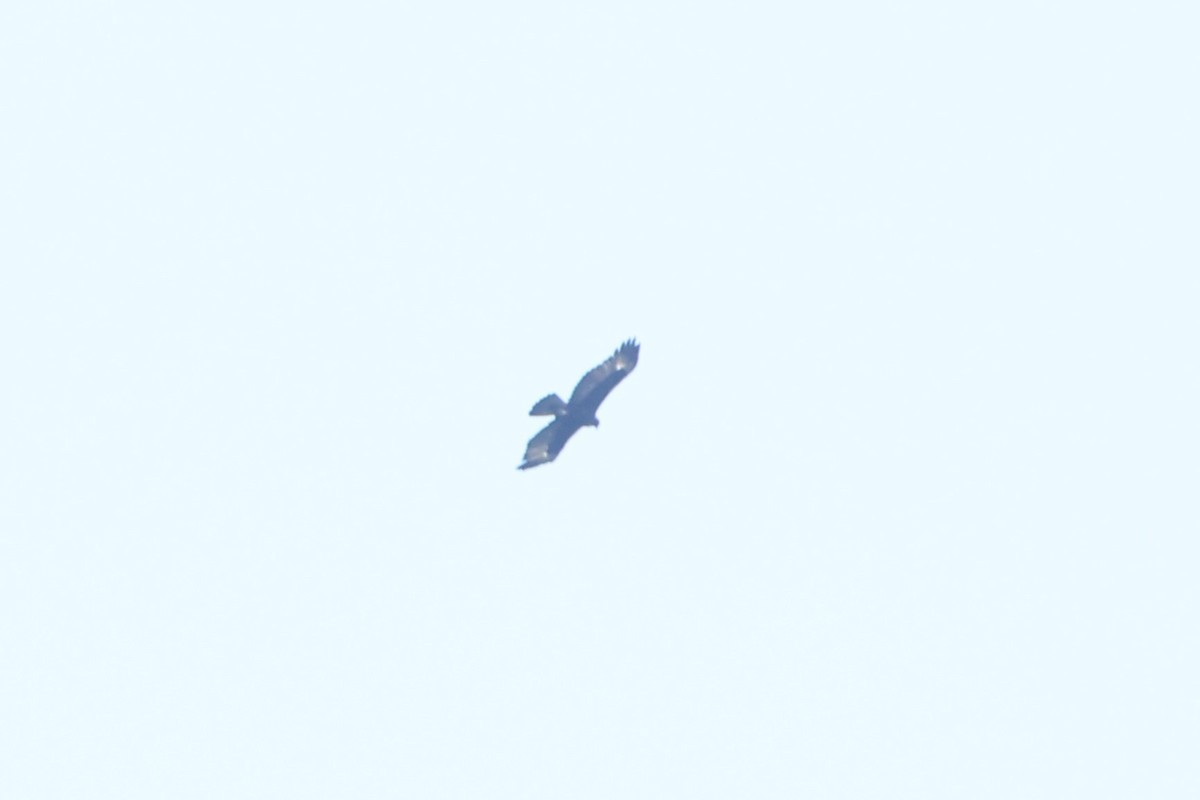 Gurney's Eagle - ML627129586
