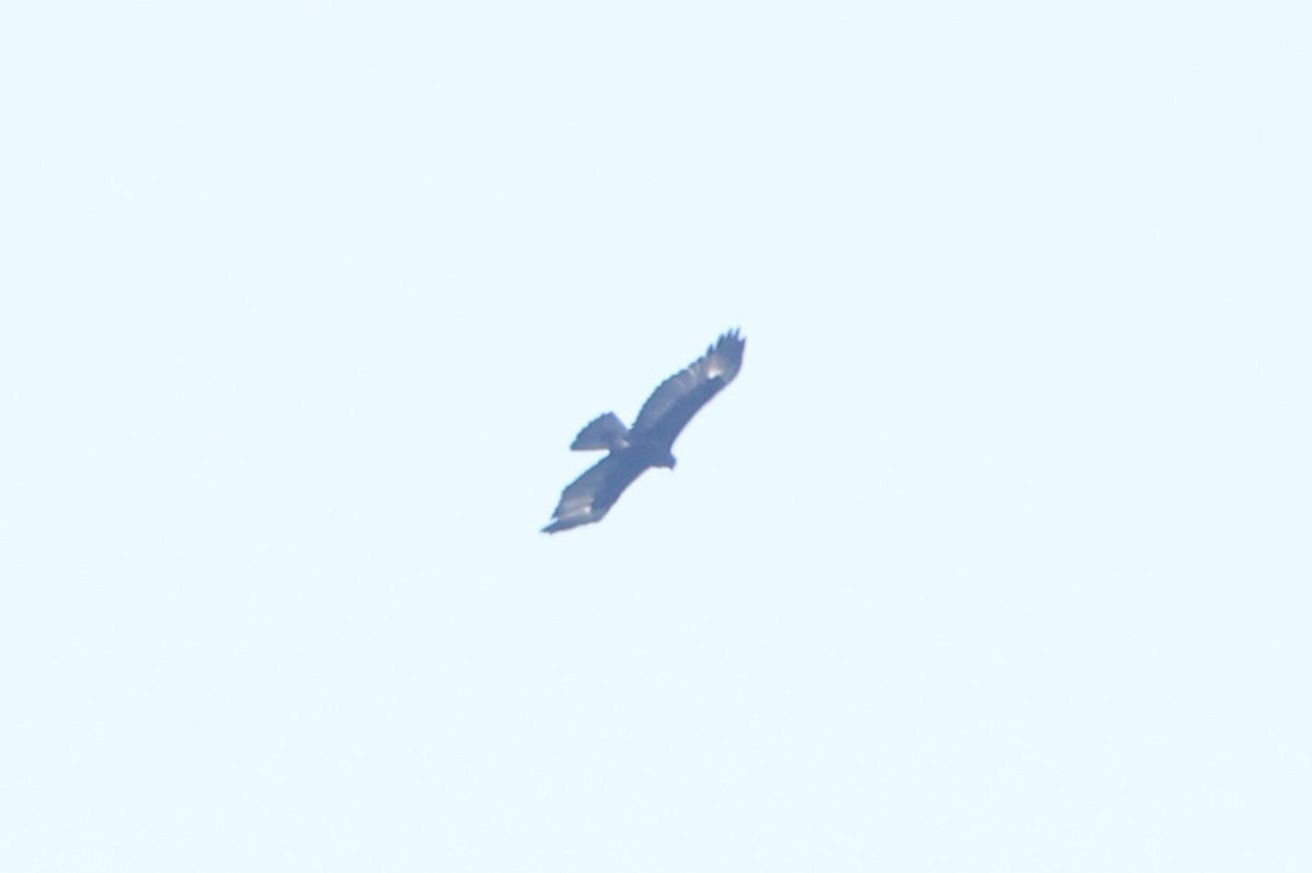 Gurney's Eagle - ML627129587