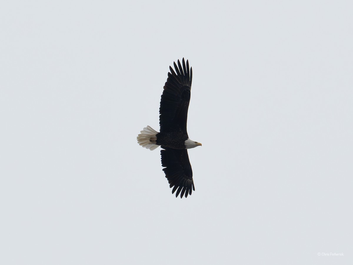 Bald Eagle - ML627129592