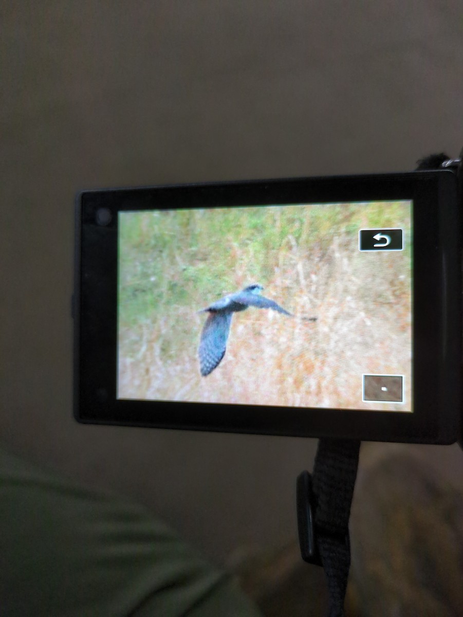 Eurasian Goshawk - ML627129599