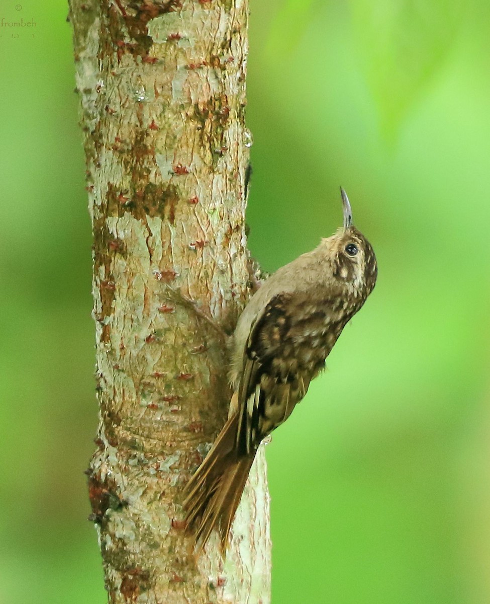 Sikkim Treecreeper - Arnab Pal