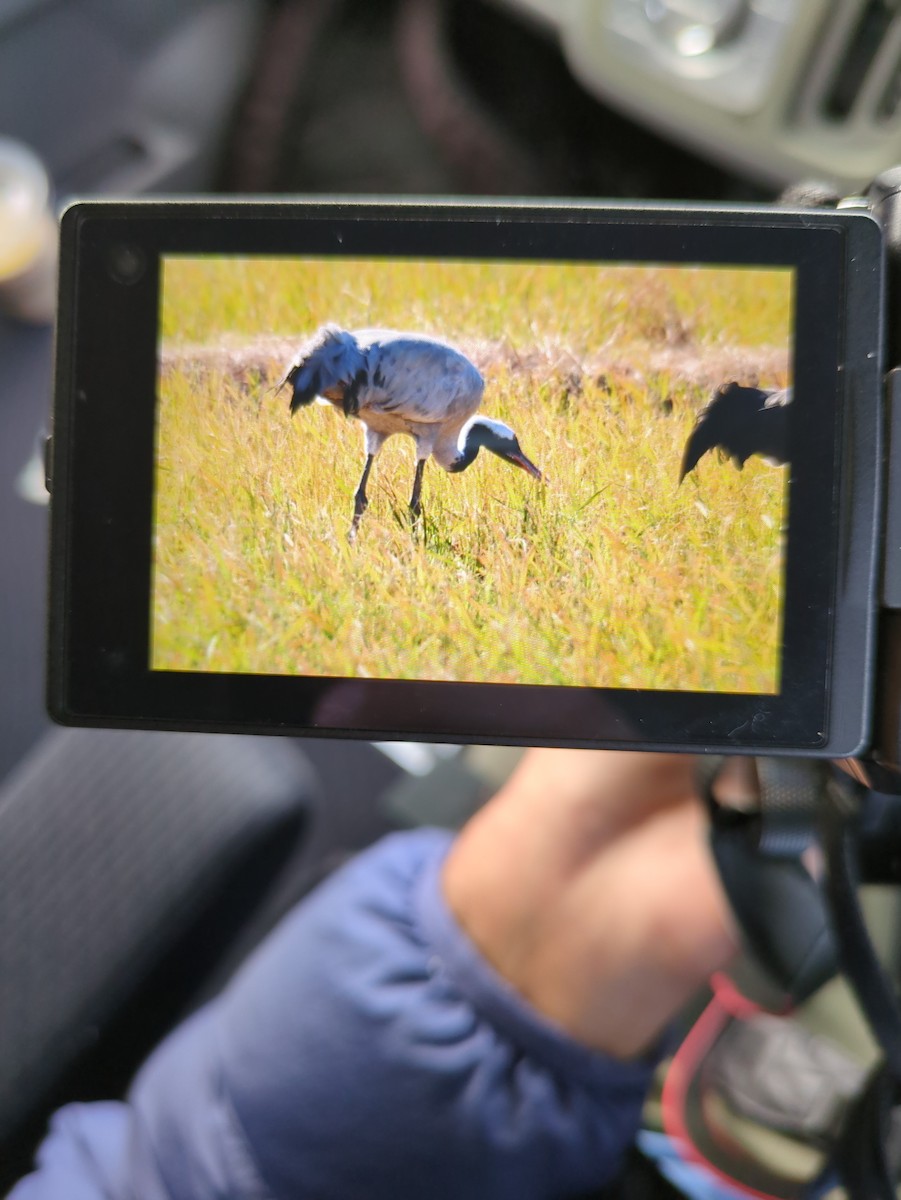 Common Crane - ML627129721