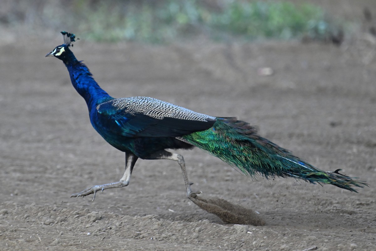 Indian Peafowl - ML627129784