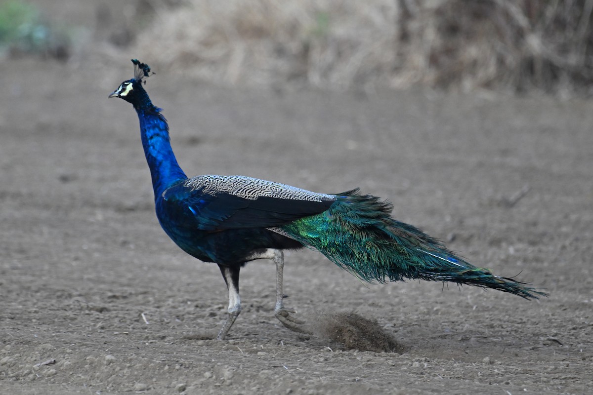 Indian Peafowl - ML627129785