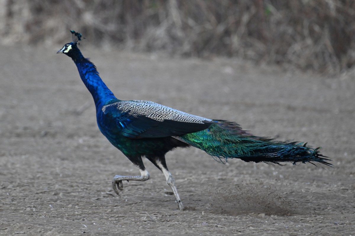 Indian Peafowl - ML627129786