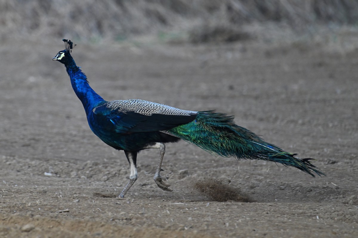 Indian Peafowl - ML627129787