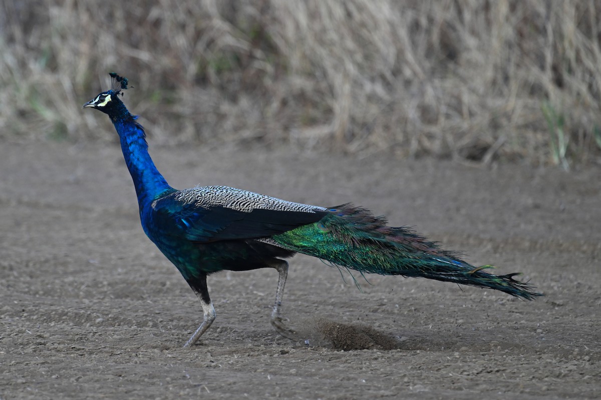 Indian Peafowl - ML627129788