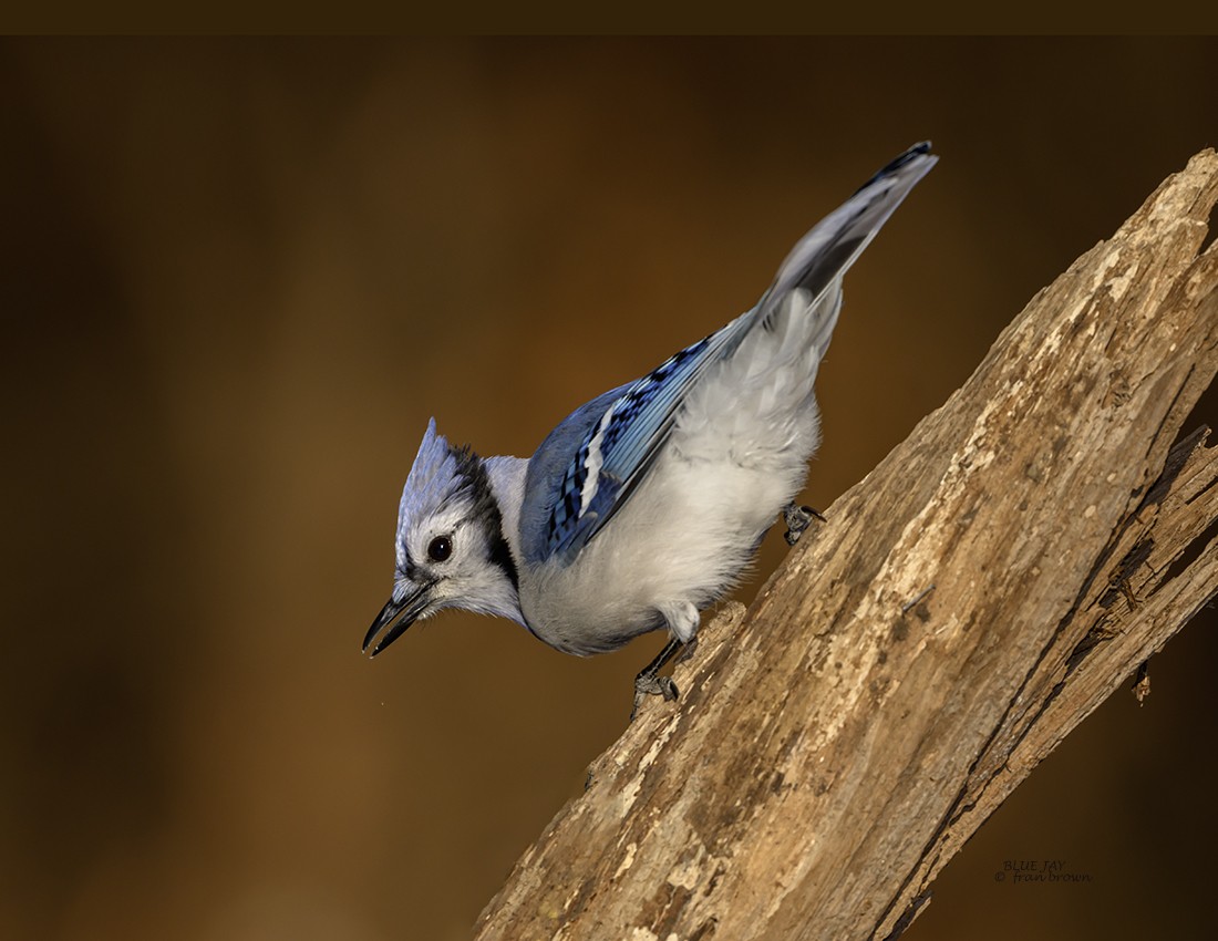 Blue Jay - ML627129968