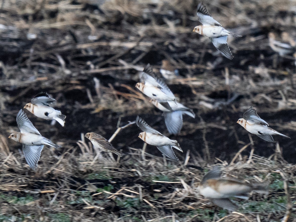 Lapland Longspur - ML627129988