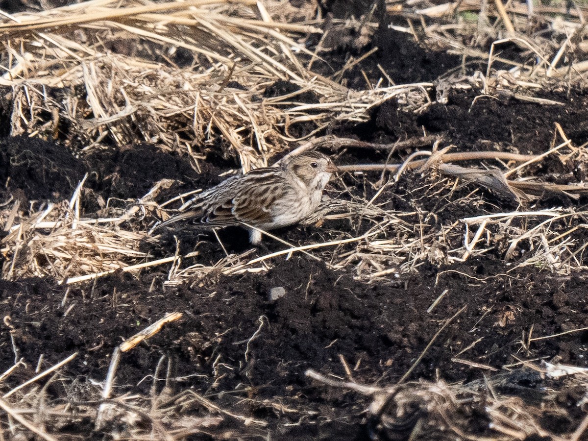 Lapland Longspur - ML627129989