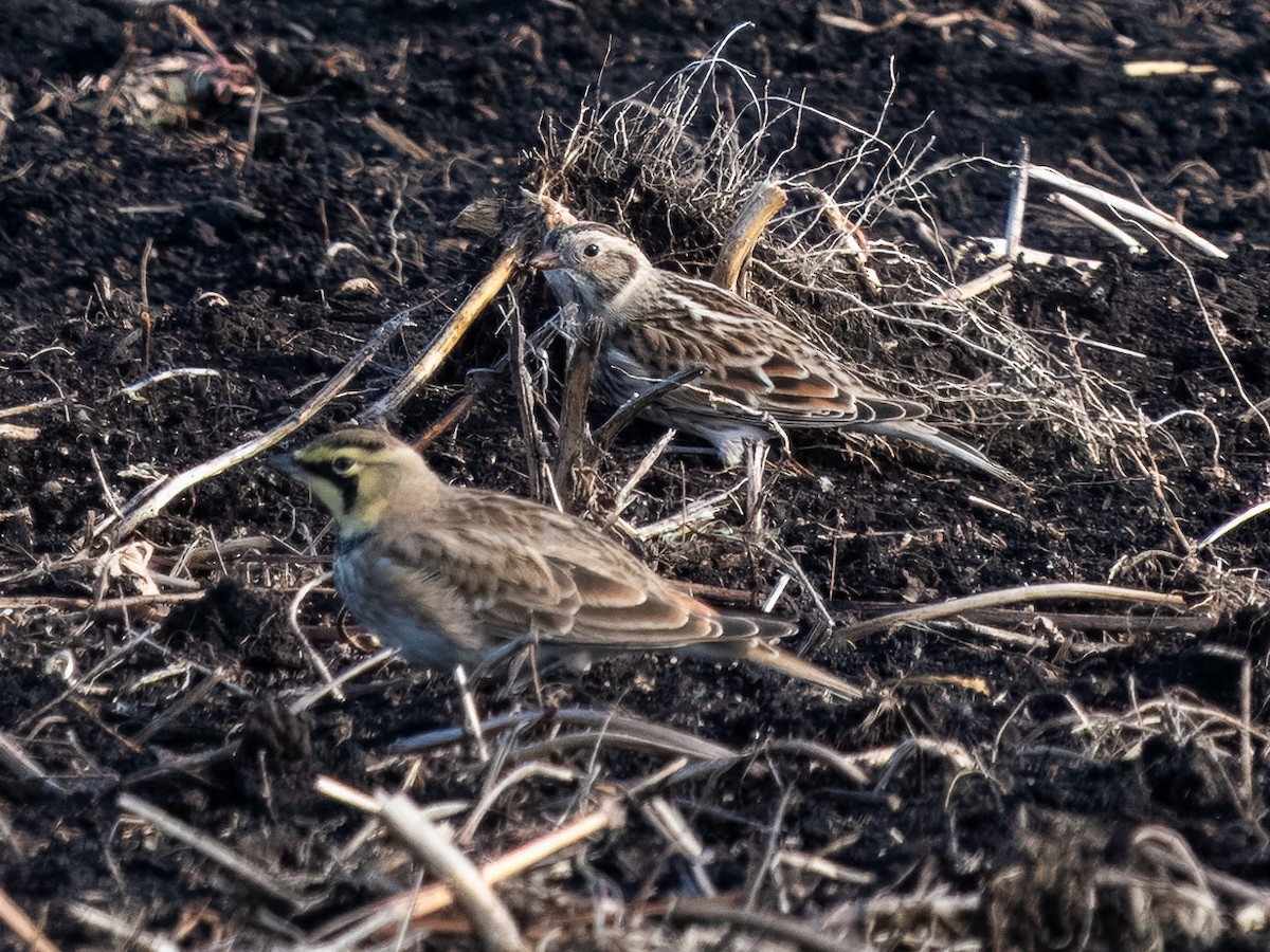 Lapland Longspur - ML627129990