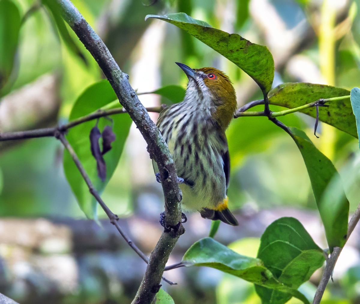 Yellow-vented Flowerpecker - Parmil Kumar
