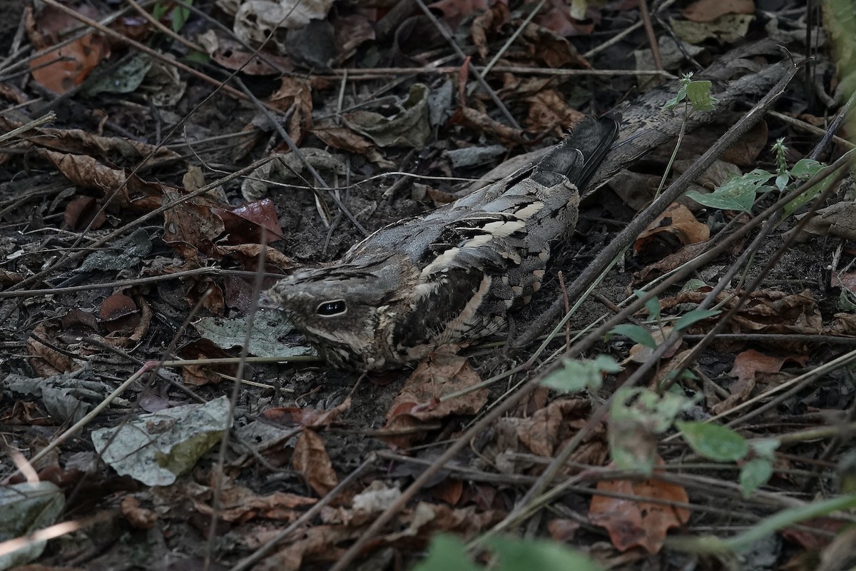 Long-tailed Nightjar - ML627130101